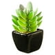 thumbnail image 5 of Plantas suculentas artificiales en macetas de cerámica Yuarrent tipo 1 2Conjunto, 5 of 6