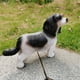 thumbnail image 2 of Resina Jardín Hound Dog Estatua Arte Cavalier Charles Spaniel Estatua Adornos Sywqhk Libre de BPA, 2 of 7