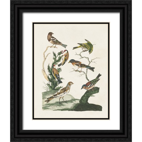Vision Studio 12x14 Black Ornate Wood Framed with Double Matting Museum Art Print Titled - Antique Birds in Nature I