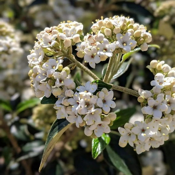Chindo Sweet Viburnum - 3 Gallon Pot, Live Evergreen Shrub, Fragrant, Full/Part Sun, Outdoor