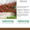 thumbnail image 5 of Southern Living Nandina Obsession Live Shrub in 2-Gallon Grower Pot, 5 of 9