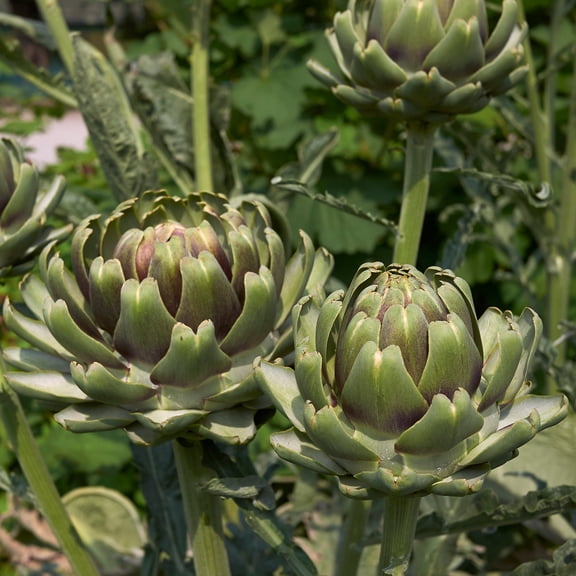 Ivory White Cardoon Seeds - 4 Oz ~2000 Seeds - Non-GMO, Heirloom Vegetable Gardening Seeds - AKA: Cardo Bianco Avorio