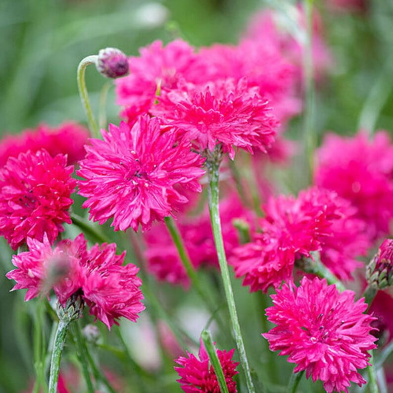 30 Tall Red Cornflower Seeds - GMO Free - Perennial Flower Seeds for Asian Garden - Vibrant Pink Rose Blooms