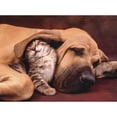 thumbnail image 2 of Rompecabezas Hqc Cuddles 500 Piezas Clementoni Abrazo, 2 of 2