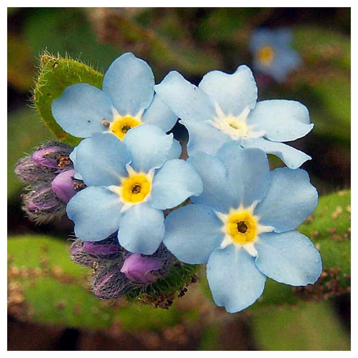 Everwilde Farms - 1/4 lb Forget Me Not Garden Flower Seeds - Gold Vault Bulk Seed Packet