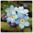 thumbnail image 2 of Everwilde Farms - 1/4 lb Forget Me Not Garden Flower Seeds - Gold Vault Bulk Seed Packet, 2 of 4