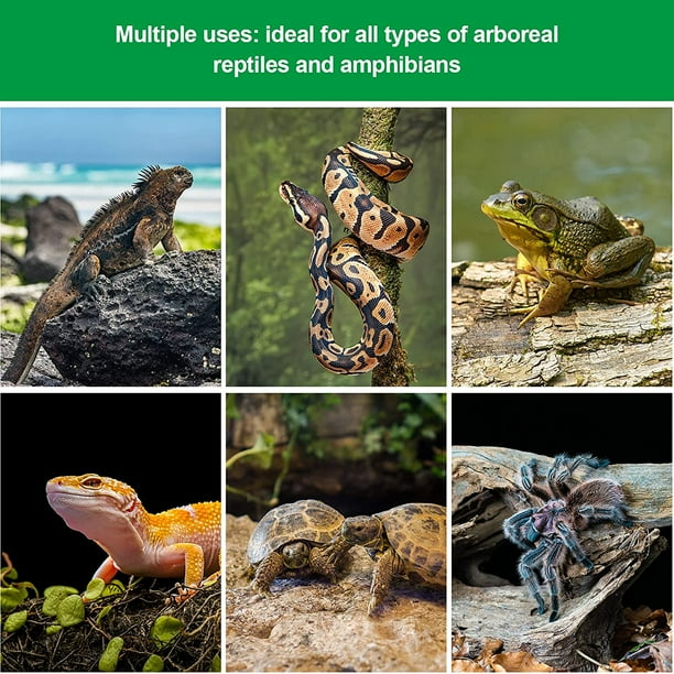 Lizard 2025 habitat accessories