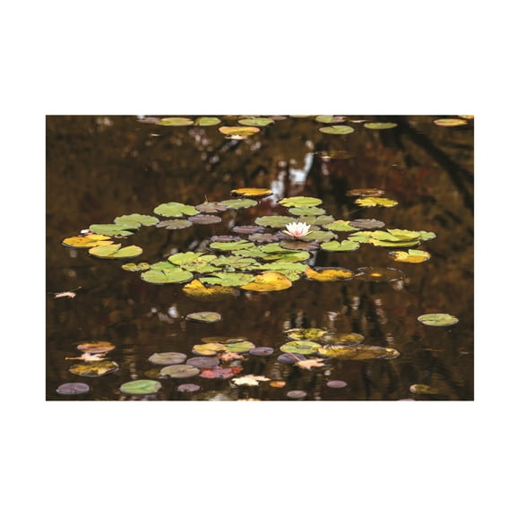 Kurt Shaffer Photographs 'The Frog And Lotus' Canvas Art
