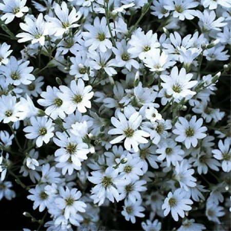 Heirloom Flower Bulbs - Snow-In-Summer (Cerastium tomentosum L.) Flower Plant Seeds, Perennial Silver Heirloom by theseedsmaster