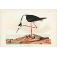 thumbnail image 2 of Audubon, John James 14x11 Black Ornate Wood Framed with Double Matting Museum Art Print Titled - Pl 328 Long- legged Avocet, 2 of 4