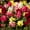 Mix, variant on Snapdragon Flower Seeds - Floral Showers Series F1 - 1000 Seeds - White Blooms - Annual Flower Garden