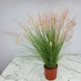 thumbnail image 3 of Tropical Plants of Florida 36" to 42" Red Muhly Grass Perennial Plant; Full Sunlight, Ornamental Grass, 3 of 5