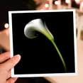 thumbnail image 7 of 3drose, White Calla Lily, 12 Greeting Cards with Envelopes, 7 of 7