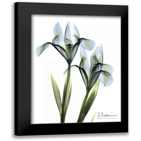 Koetsier, Albert 12x14 Black Modern Framed Museum Art Print Titled - Blue Iris Pair