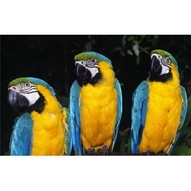 Three Parrots Poster Print by Natural Selection Ralph Curtin, 38 x 24 - Large