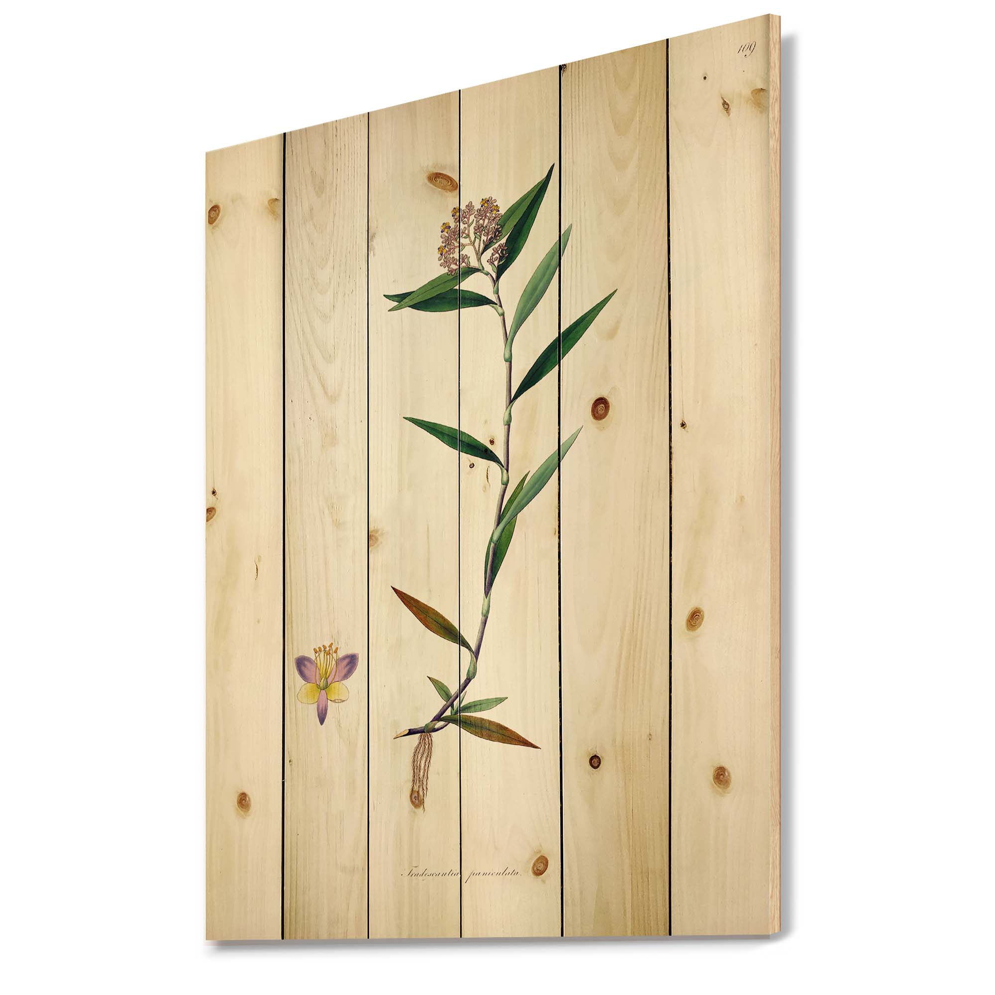 Designart 'Ancient Botanicals XIX' Farmhouse Print on Natural Pine Wood
