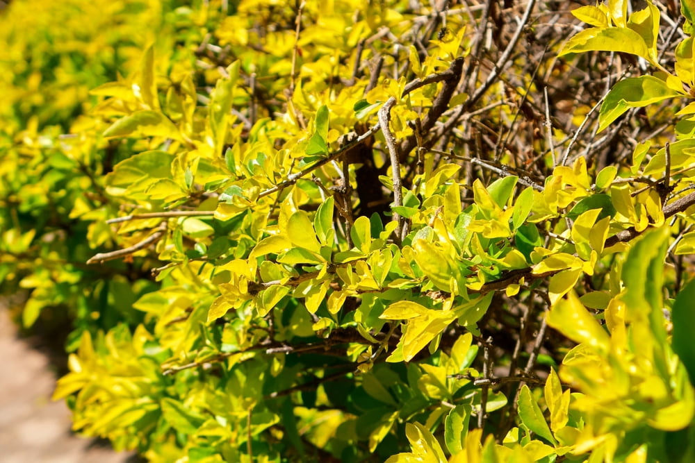 Southern Living Sunshine Ligustrum Golden Privet Live Shrub in 3-Gallon Grower Pot