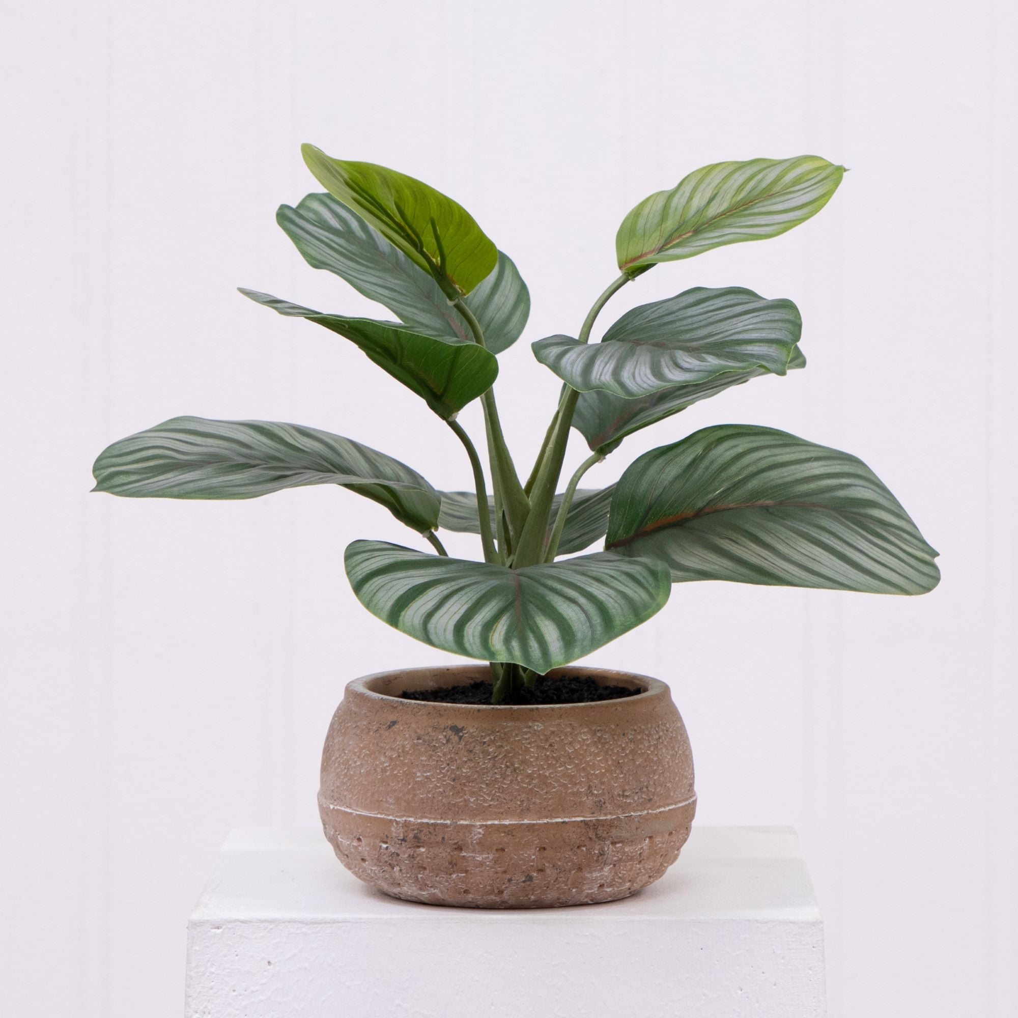 Better Homes & Gardens Artificial Indoor Calathea Plant in Stone Planter