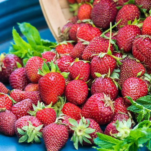 Expert Gardener 2.5QT Strawberry Live Plant, Full Sun, Red, 1 Count