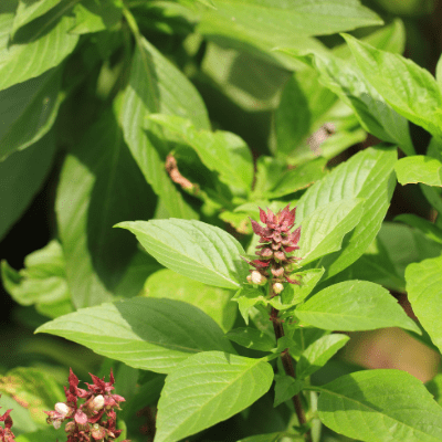 Thai Basil Plants, 2 Live Herb Plants in 4 in Pots, Non-GMO, Spicy Anise