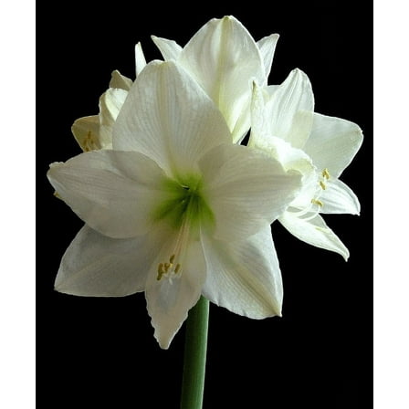 Denver Amaryllis Bulb 32/34, Huge bulb! Great for Forcing! Wonderful and unique gift!