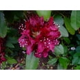 thumbnail image 4 of Dark Lord Rhododendron, 4 of 4