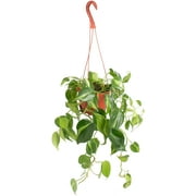 Shop Succulents Philodenron Brasil 6" Live Hanging Indoor Plant in Nursery Pot