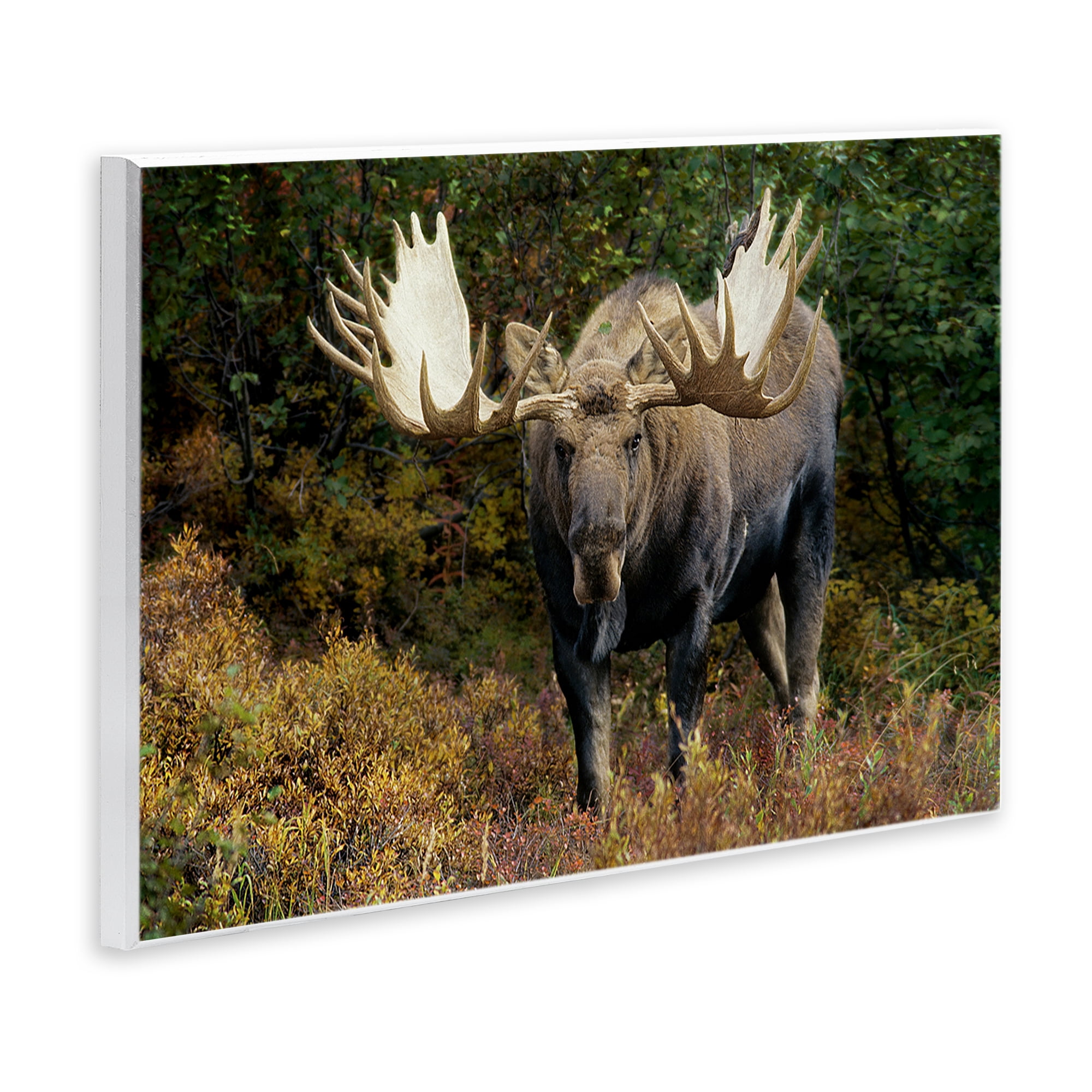 Stupell Industries Bull Moose Face Off Animals Photography Unframed Art Print Wall Art, 15 x 10