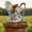 C, variant on Tree Man Fairy Statue ,Garden Fairy Stakes Tree Man Garden Stakes, 2D Acrylic Flower Pot Decoration for Outdoor Yard Patio,Flower Pot Stake Ornaments