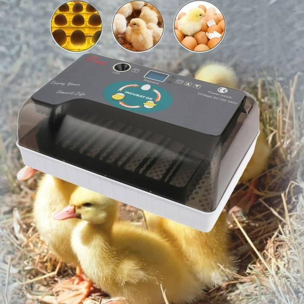 Egg Incubator, Newest Digital Fully Automatic Egg Incubators 12 Eggs Poultry Hatching with Egg
