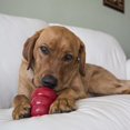 thumbnail image 3 of KONG Snacks™ Peanut Butter, 3 of 3