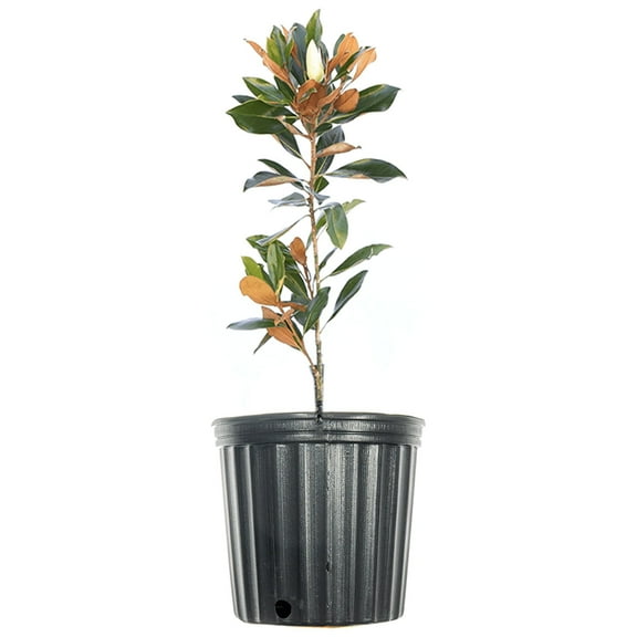 1 Gal. Little Gem Magnolia Tree in Grower's Pot - Large Fragrant Blooms