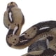 thumbnail image 3 of Modelo de serpiente de alta simulación juguete Big Realistic Snake Halloween Truco espeluznante Toy de serpiente de miedo, 3 of 6
