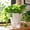 🔥White_New#198, variant on Self Watering Planter Pot with Reservoir, Modern Geometric Plastic Flower Pot for Indoor Houseplants, Succulents, Herbs, Office Decor