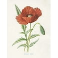 thumbnail image 2 of Babbitt, Gwendolyn 19x24 White Modern Wood Framed Museum Art Print Titled - Scarlet Poppy, 2 of 4