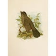 thumbnail image 2 of Robert Ridgway 14x18 Black Ornate Wood Framed Double Matted Museum Art Print Titled - The North American Vogelwelt Pl05 (1891), 2 of 5