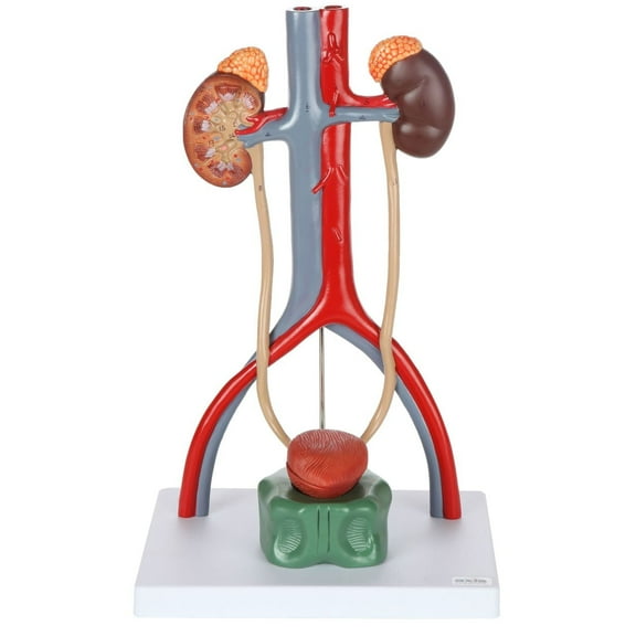 Axis Scientific Male Urinary System Anatomy Model with Kidneys, Adrenal Glands, Ureters & Bladder - Detailed Educational Tool for Studying Human Urinary System Function