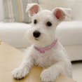 thumbnail image 4 of Pet Collar Rhinestone Bone Elastic Dog Collar Pet Necklace Collar for Dogs Cats, 4 of 9