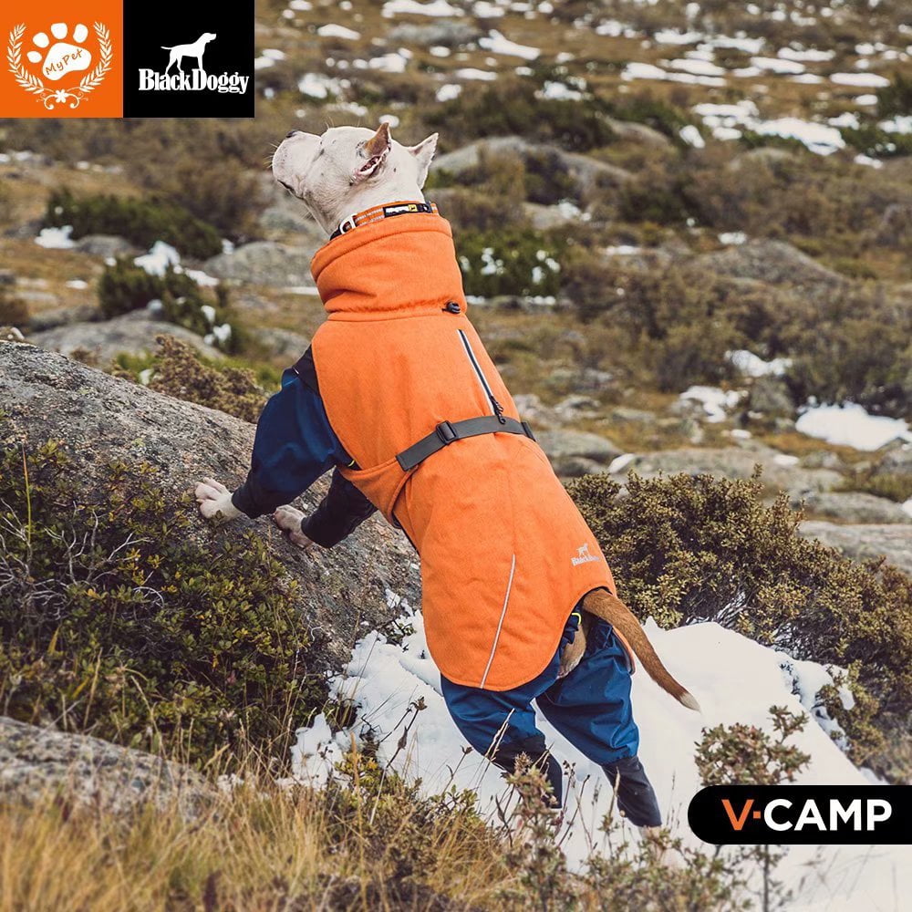 black doggy outdoor jacket