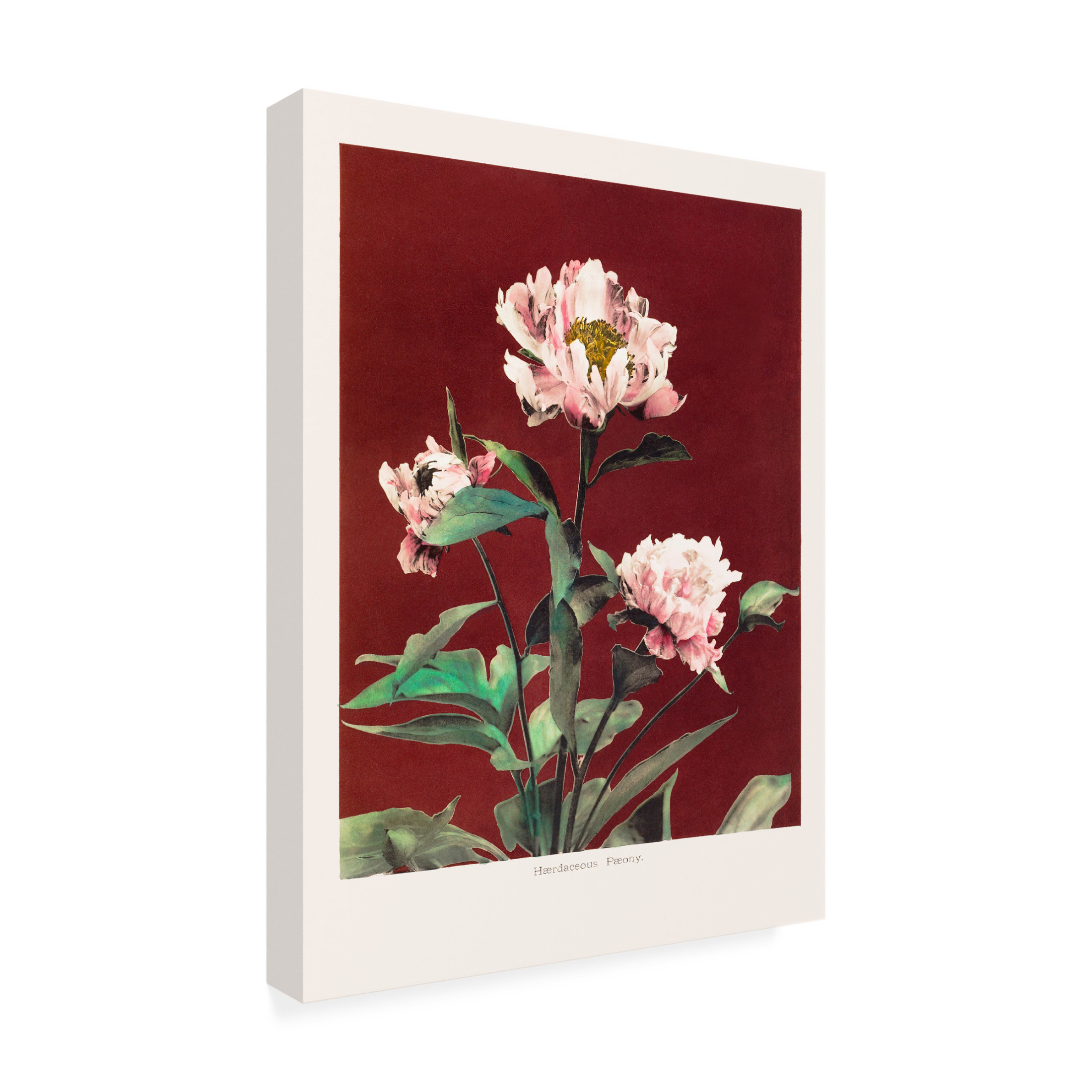 Trademark Fine Art Pictufy  HAbrdaceous Peony no2 Canvas Wall Art