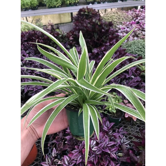 Spider Plant ~ Airplane Spider Plant ~ Variegated Spider Plant Great for air Purification ~ Live Plant for Office and Home Decor