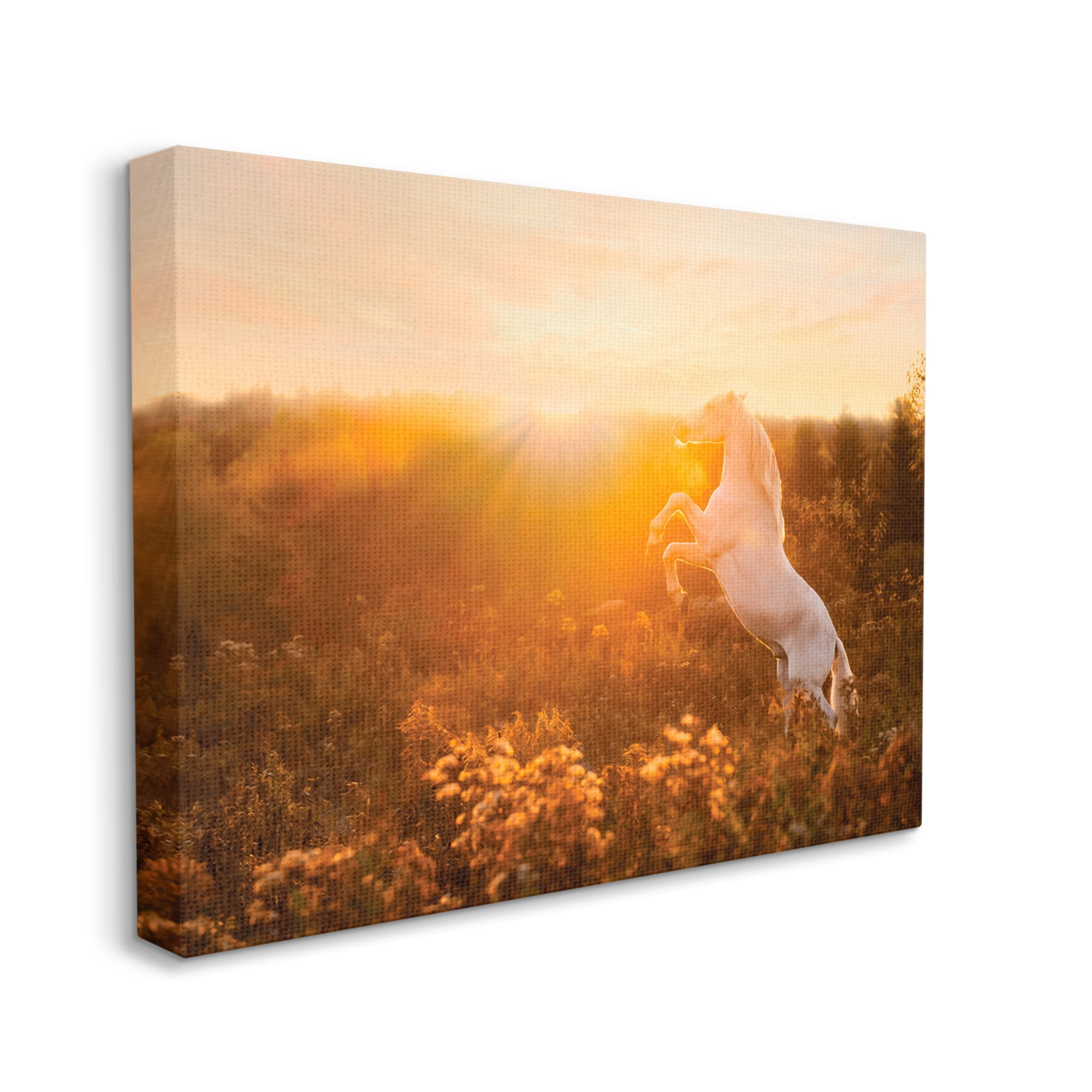 Stupell Industries Standing Horse in Rising Sun Landscape Photography Gallery Wrapped Canvas Art Print Wall Art, 20 x 16