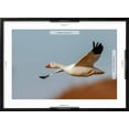 thumbnail image 5 of Art.com Snow geese flying. Bosque del Apache National Wildlife Refuge, New Mexico Photographic Print by Adam Jones, Black Frame Wall Art, 29" x 21", 5 of 5