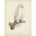 thumbnail image 2 of de Langlois 19x24 Black Ornate Wood Framed with Double Matting Museum Art Print Titled - French Owls IV, 2 of 4
