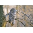 thumbnail image 2 of Delisle, Gilles 18x13 White Modern Wood Framed Museum Art Print Titled - Canada, Quebec Great gray owl at sunset, 2 of 4