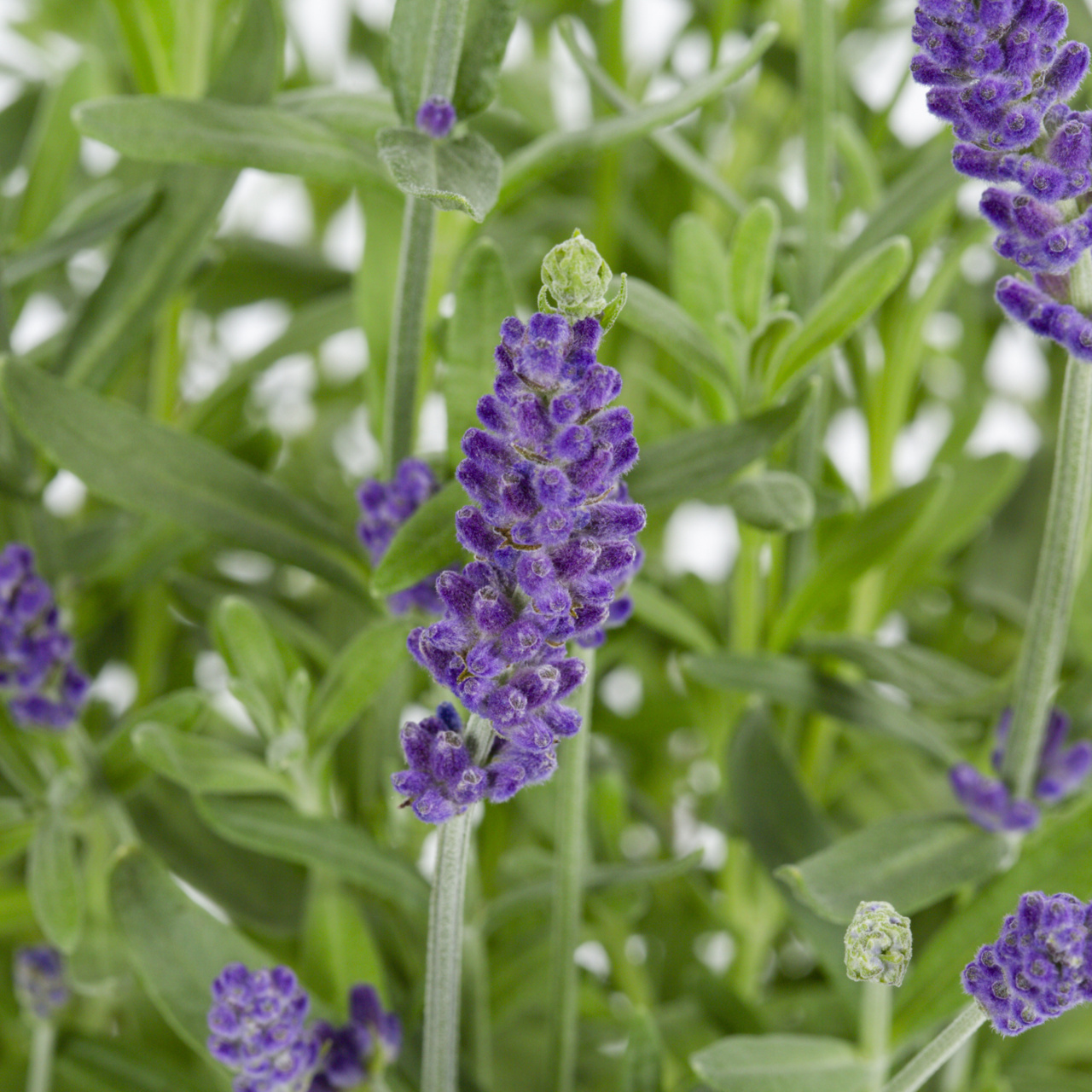 Better Homes & Gardens 1.5PT Lavender Live Perennial Plant Sun 5-Pack