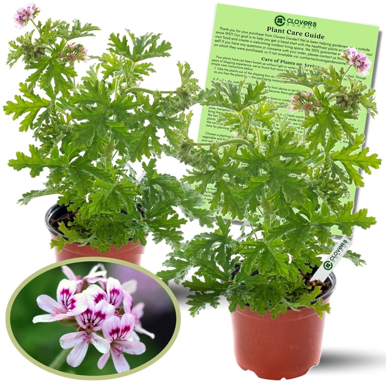 Clovers Garden Citronella Geranium Plants, Live Mosquito Repellent, Edible  Herb - Walmart.com