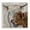 Highland Cow Calf Contrast, variant on Stupell Industries Rustic Lodge Penny The Highland Cow Canvas Art, 17 x 17, by Lux   Me Designs