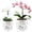 White, variant on 5&6in Ceramic Orchid Pots with Holes&Saucers Root Care Planter | Leaf Vein Relief Design With Leaf Shaped Openings | Air Circulation | Eco Friendly Biodegradable Ceramic | Orchid Root Care