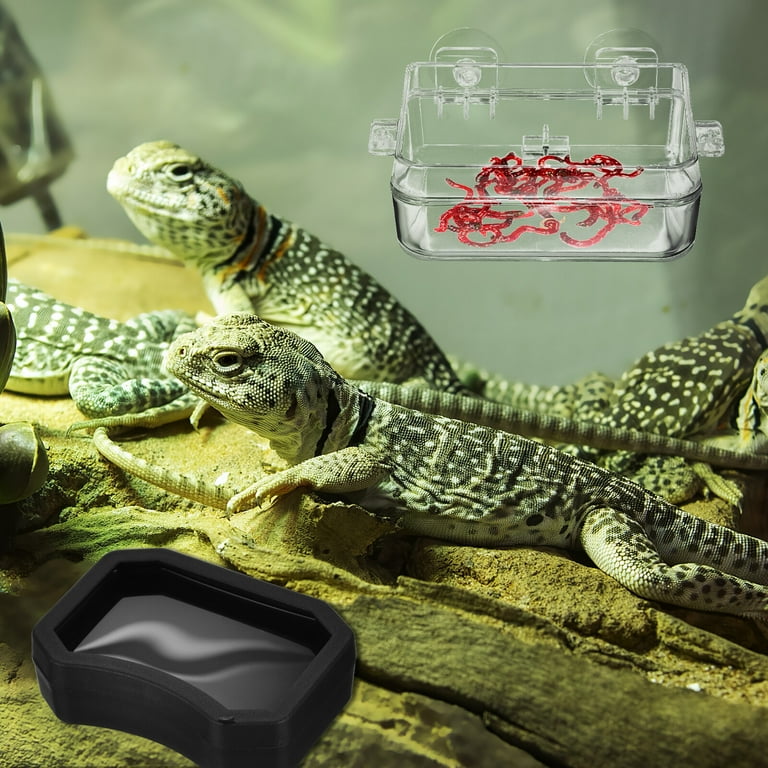 Cat proof bearded dragon cage sales